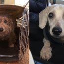 센텀동물메디컬센터 이미지