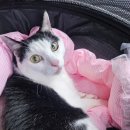 본 동물 건강검진영상센터 | 알밤이 앞다리마비 고양이 MRI 검사 - 본 동물건강검진영상센터