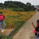 코스모스 오아시스 이미지