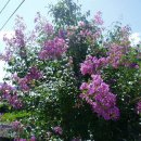 안동추어탕 이미지