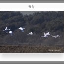 비존