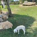 현지목장 이미지