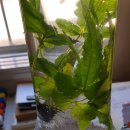 칼루타 아쿠아틱 이미지