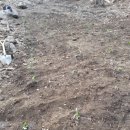 삼포농장 이미지