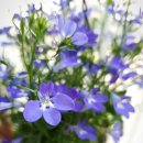 로벨리아 이미지