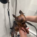 마이뷰티독 이마트 월계점 이미지