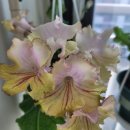 꽃밭주유소 이미지