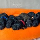 토이 켄넬 이미지