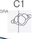 경추 환추 교정ASLA Adjustment/Thrust/Manipulation 이미지