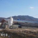 장수양돈 이미지