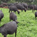 상아축산 이미지