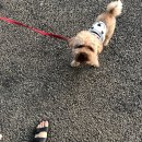 보떼성남