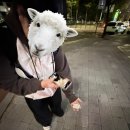 코랑옐로