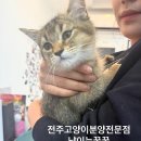 냥이는꿀꿀 이미지