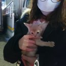 루시캣 | 가족같은 반려묘 만나기 ! [루시캣] 고양이 분양 후기