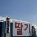 군위 세이베리 딸기 체험 후기 내돈내산