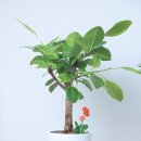 삼성튼튼마취통증의학과의원 이미지