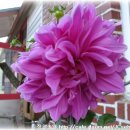 정한농원 이미지