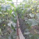 신안농장 이미지