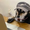 옐로우호프
