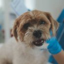 코지동물의료센터 이미지