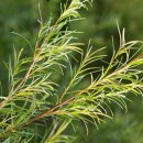 향기나라 화장품 이미지