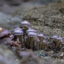 반구버섯속(유사환각버섯속) 이미지