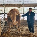 삼성한우농장 이미지