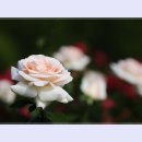 곡성-034 이미지