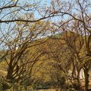 천4리마을회관 | 의성군 여행, 봄이 왔음을 알리는 기지개, 노란 산수유 물결, "산수유꽃피는마을" 꽃맞이축제 개화현황