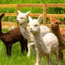 초록목장 이미지