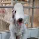 개미애견미용실 이미지