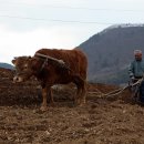 워낭소리 이미지