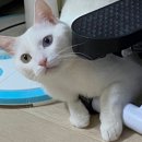 비에이치씨청북점