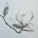 색연필 꽃그림, 보타니컬 아트 | 색연필로 그리는 꽃그림 / 보타니컬아트, 꽃그림, 일산호수공원