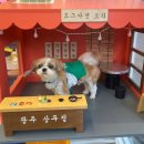 도그마캣광주상무