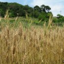 민들레양계장 이미지