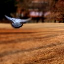 공원스크린골프 이미지