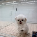 이정훈 강아지 네이버블로그