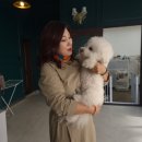 몽실몽실 애견미용 이미지