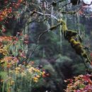 황용반점 이미지