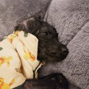 개편하개 이미지