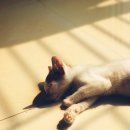 고양이 별 이미지