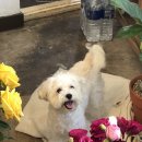 댕댕이 살롱 이미지