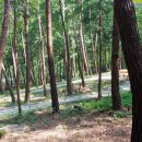 산수유자연휴양림 이미지