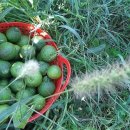 미숙농장 이미지