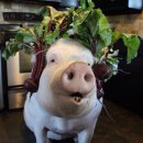 더 위대한 족보 | [마운자로 후기] 5개월동안 20kg 감량한 썰 푼다(p)