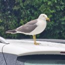 리즈칼리아 | 대부도펜션타운 리즈 단체 독채 펜션 내돈내산 후기 + 예약방법 / 장보기