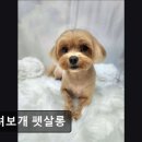 들려보개 펫살롱 네이버블로그