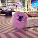 멍구야 놀자 이미지